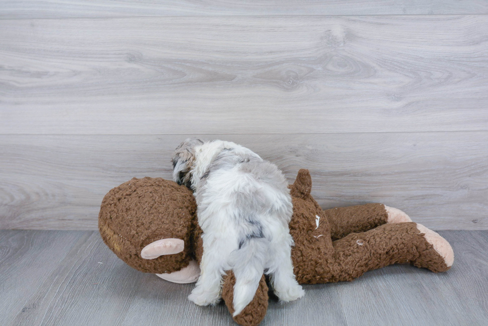 Shih Poo Pup Being Cute