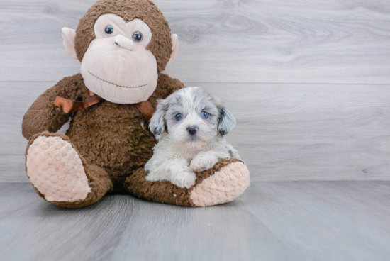 Best Shih Poo Baby