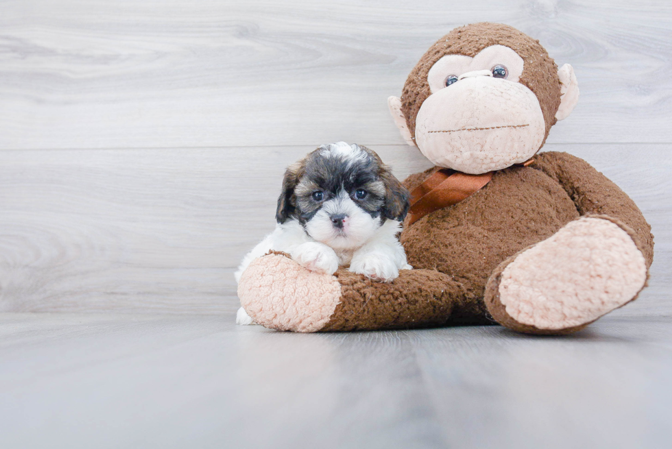 Energetic Shih Poo Poodle Mix Puppy