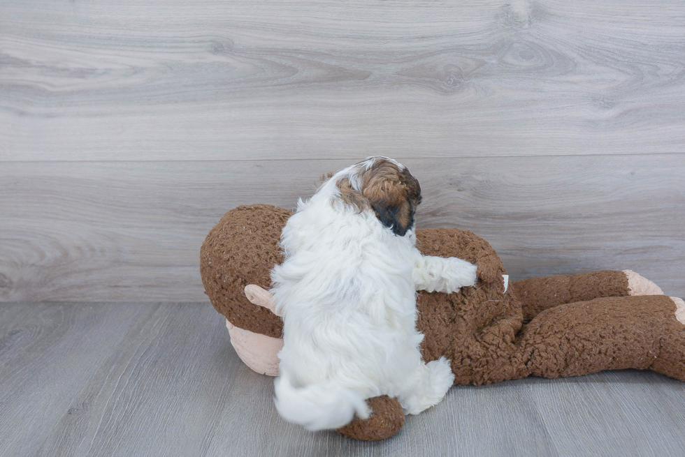 Little Shihpoo Poodle Mix Puppy