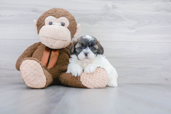 Popular Shih Poo Poodle Mix Pup