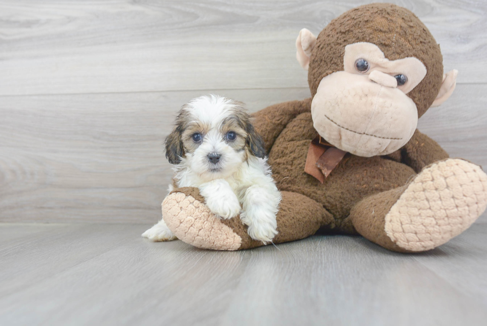 Shih Poo Puppy for Adoption