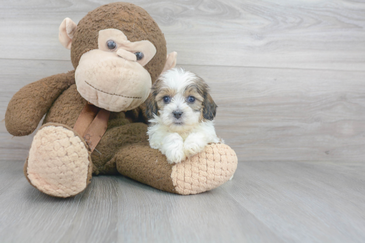 Small Shih Poo Baby