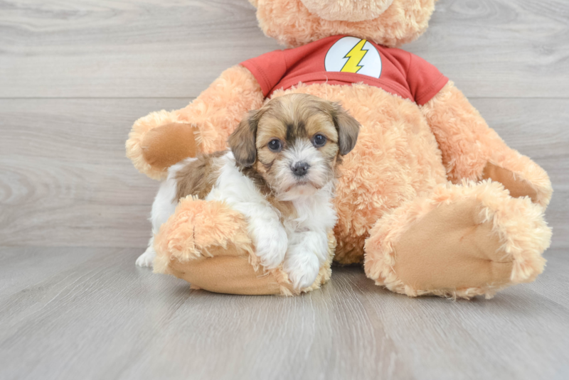 Meet Devin - our Shih Poo Puppy Photo 1/3 - Premier Pups