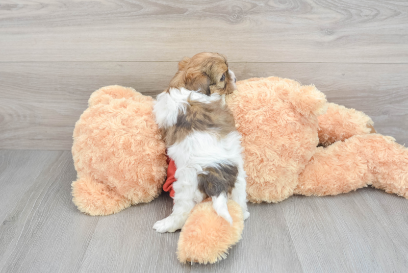 Meet Devin - our Shih Poo Puppy Photo 2/3 - Premier Pups