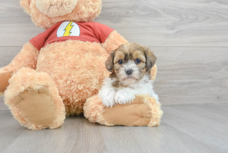Meet Devin - our Shih Poo Puppy Photo 3/3 - Premier Pups