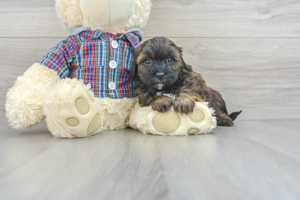 Shih Poo Pup Being Cute