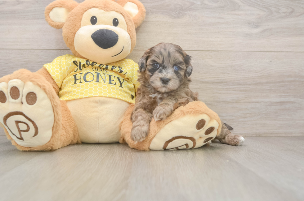 5 week old Shih Poo Puppy For Sale - Premier Pups