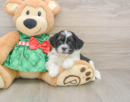 6 week old Shih Poo Puppy For Sale - Premier Pups