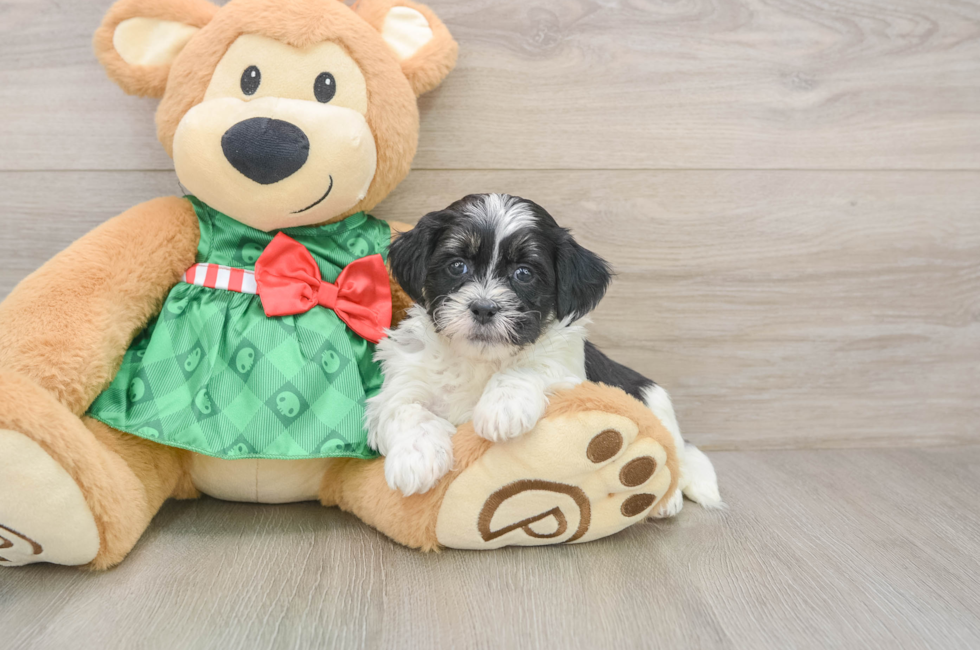 5 week old Shih Poo Puppy For Sale - Premier Pups