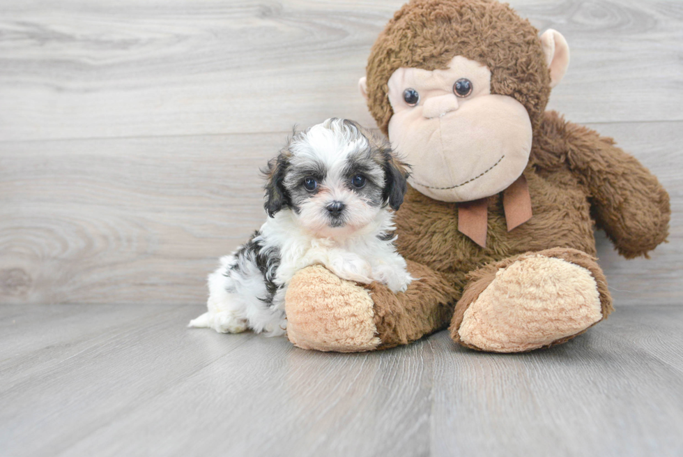 Best Shih Poo Baby