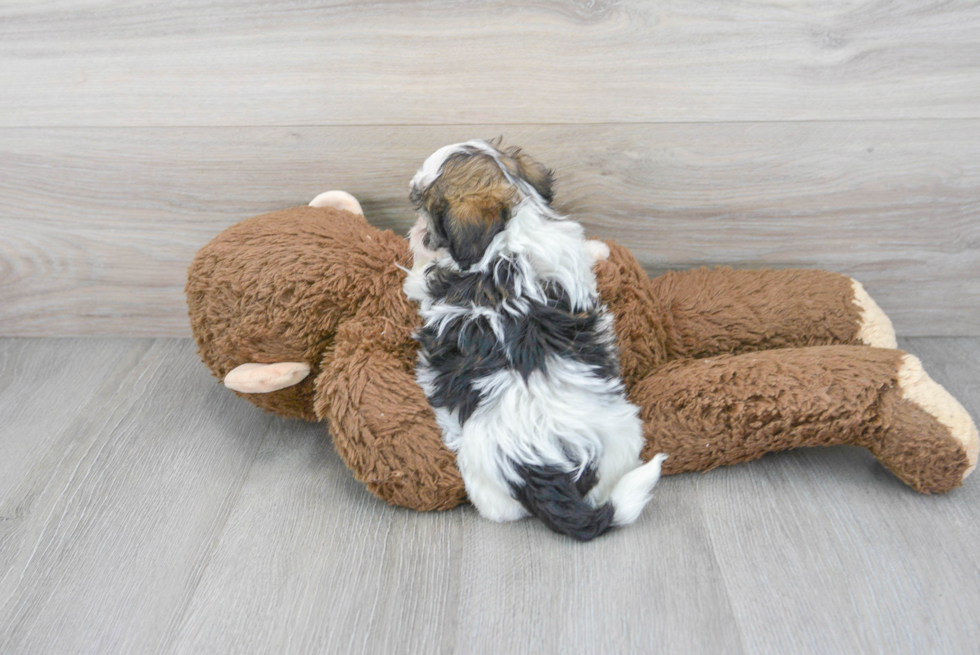 Friendly Shih Poo Baby