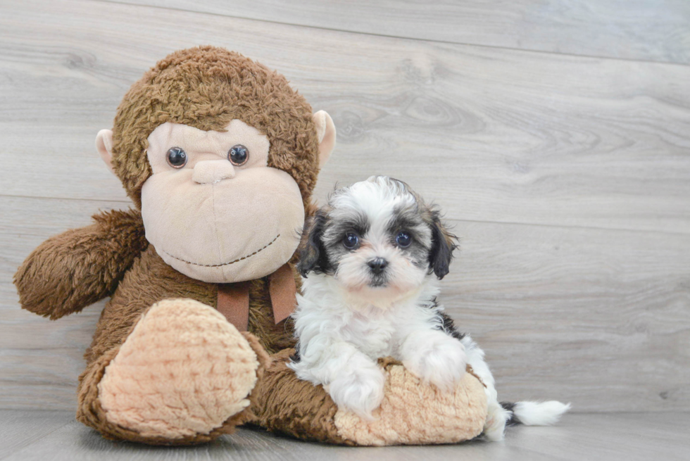 Cute Shih Poo Baby