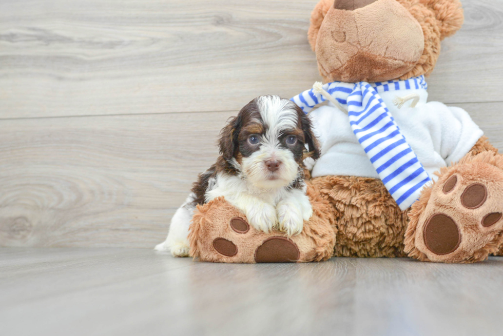 Cute Shih Poo Baby