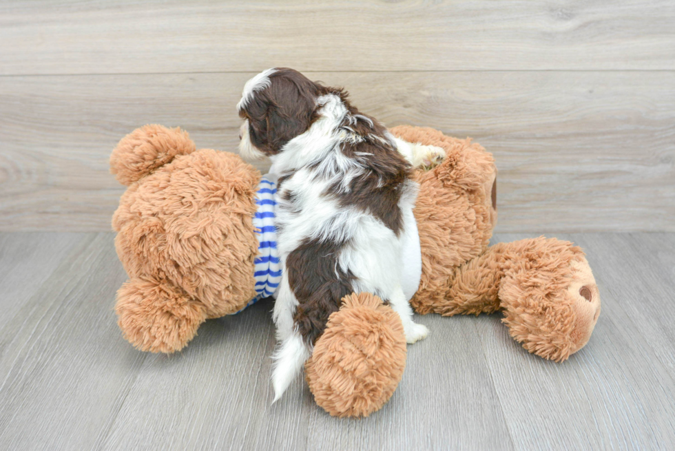 Petite Shih Poo Poodle Mix Pup