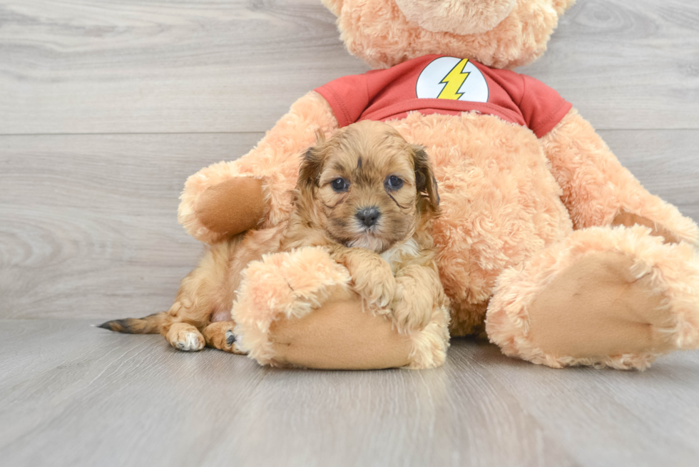 Hypoallergenic Shih Poo Poodle Mix Puppy