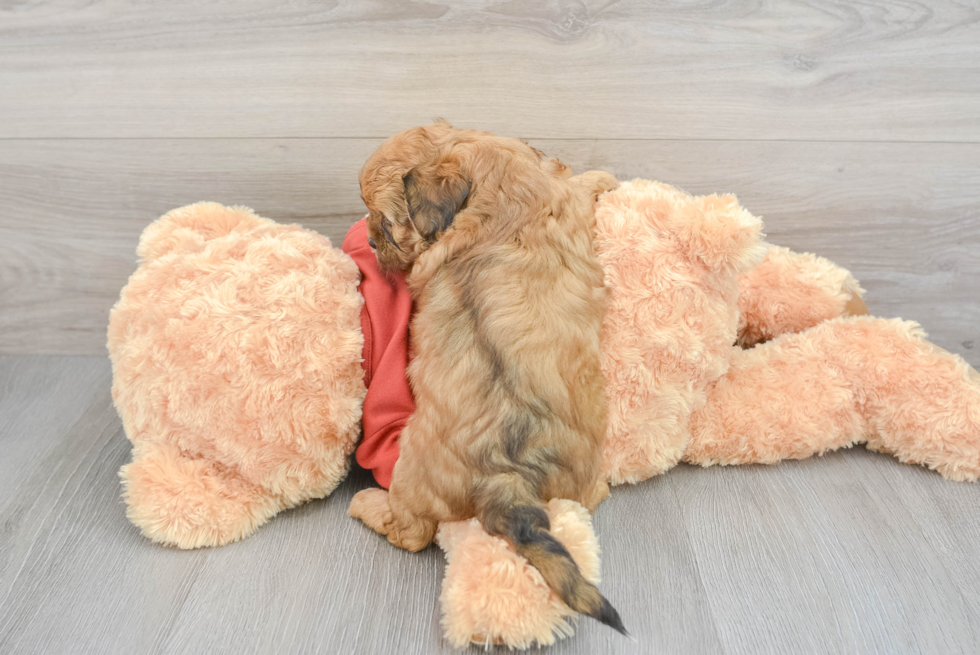 Hypoallergenic Shih Poo Poodle Mix Puppy