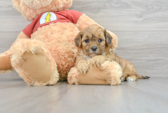 Petite Shih Poo Poodle Mix Pup