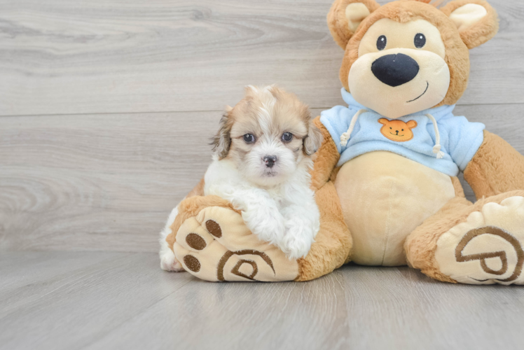 Energetic Shih Poo Poodle Mix Puppy