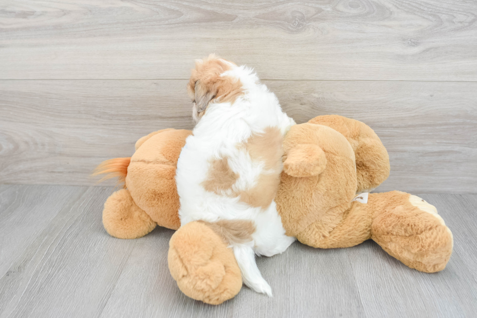 Shih Poo Puppy for Adoption