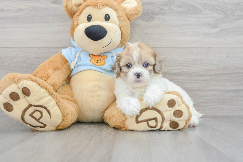 Shih Poo Pup Being Cute