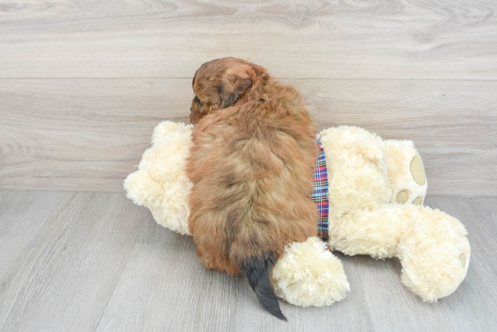 Petite Shih Poo Poodle Mix Pup