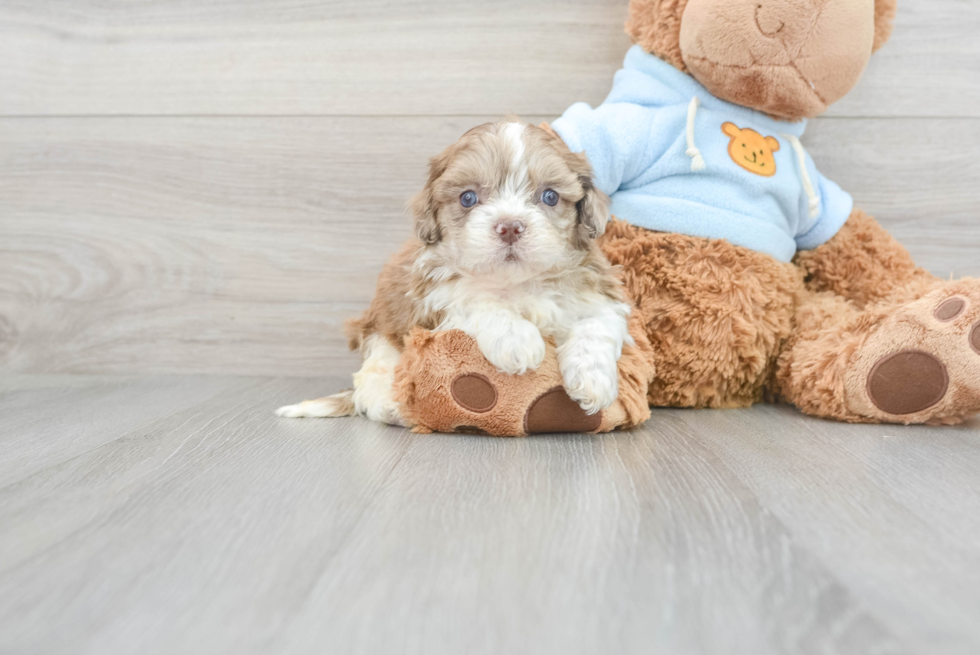 Shih Poo Pup Being Cute