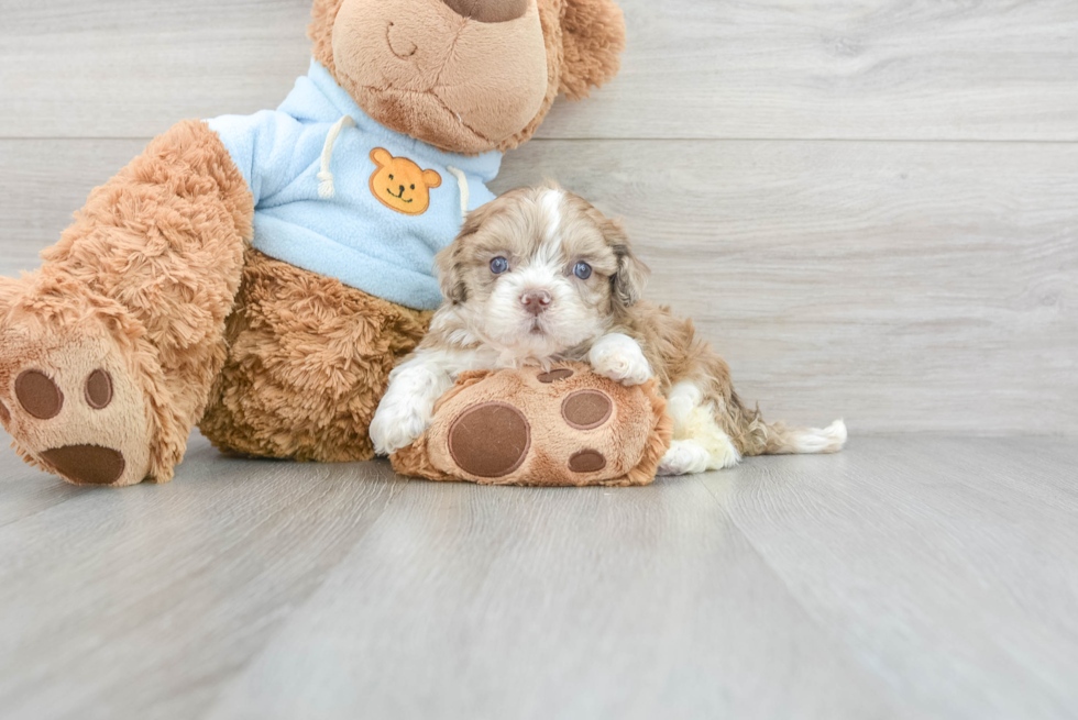 Shih Poo Puppy for Adoption