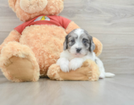 5 week old Shih Poo Puppy For Sale - Premier Pups