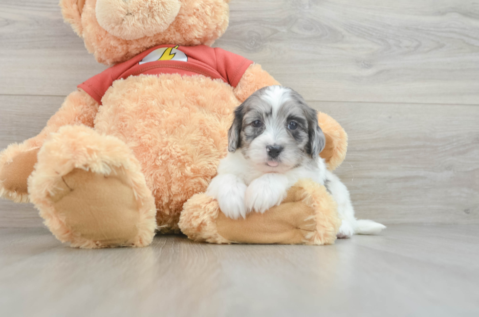 7 week old Shih Poo Puppy For Sale - Premier Pups