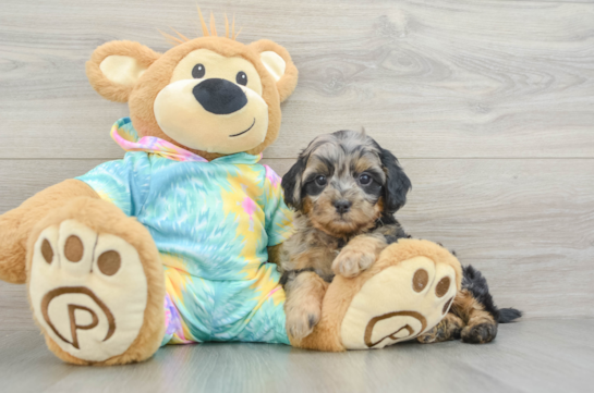 Adorable Shih Poo Poodle Mix Puppy