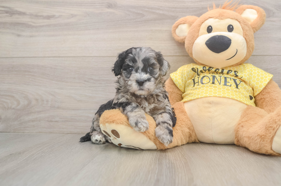 5 week old Shih Poo Puppy For Sale - Premier Pups
