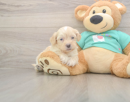 7 week old Shih Poo Puppy For Sale - Premier Pups