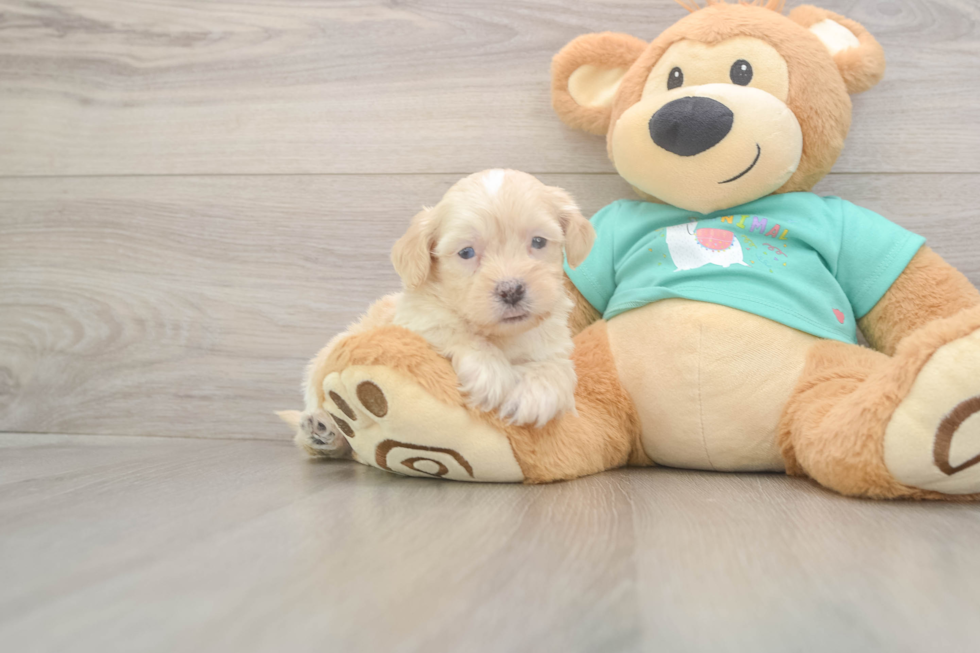 Meet Duke - our Shih Poo Puppy Photo  1/3 - Premier Pups Shih Poo Puppy for Adoption