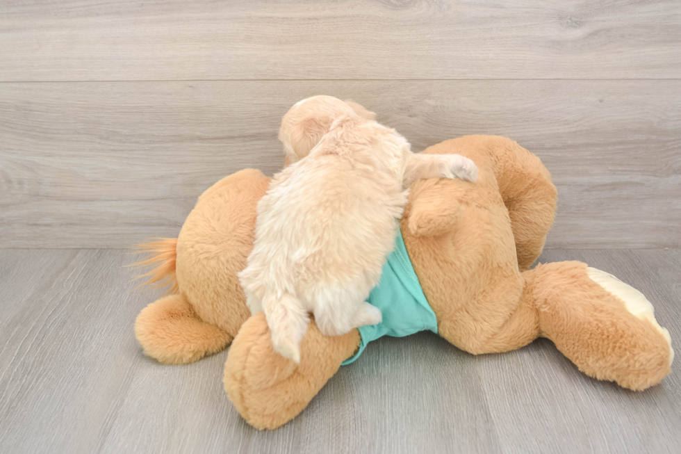 Meet Duke - our Shih Poo Puppy Photo  3/3 - Premier Pups Petite Shih Poo Poodle Mix Pup