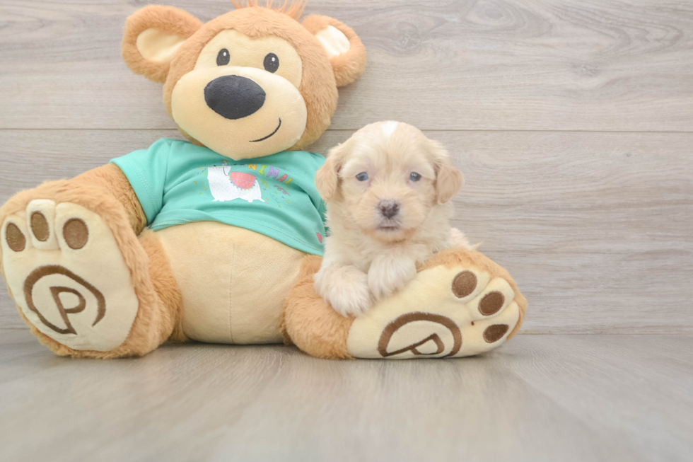 Meet Duke - our Shih Poo Puppy Photo  2/3 - Premier Pups Shih Poo Puppy for Adoption