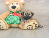 5 week old Shih Poo Puppy For Sale - Premier Pups