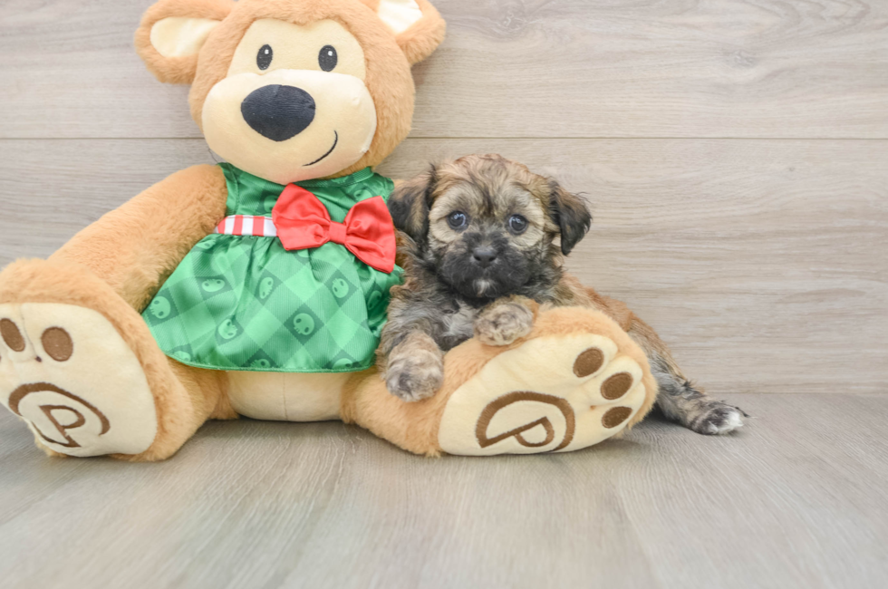 5 week old Shih Poo Puppy For Sale - Premier Pups