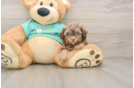 Adorable Shihpoo Poodle Mix Puppy