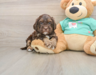 7 week old Shih Poo Puppy For Sale - Premier Pups
