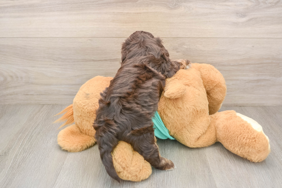 Shih Poo Pup Being Cute