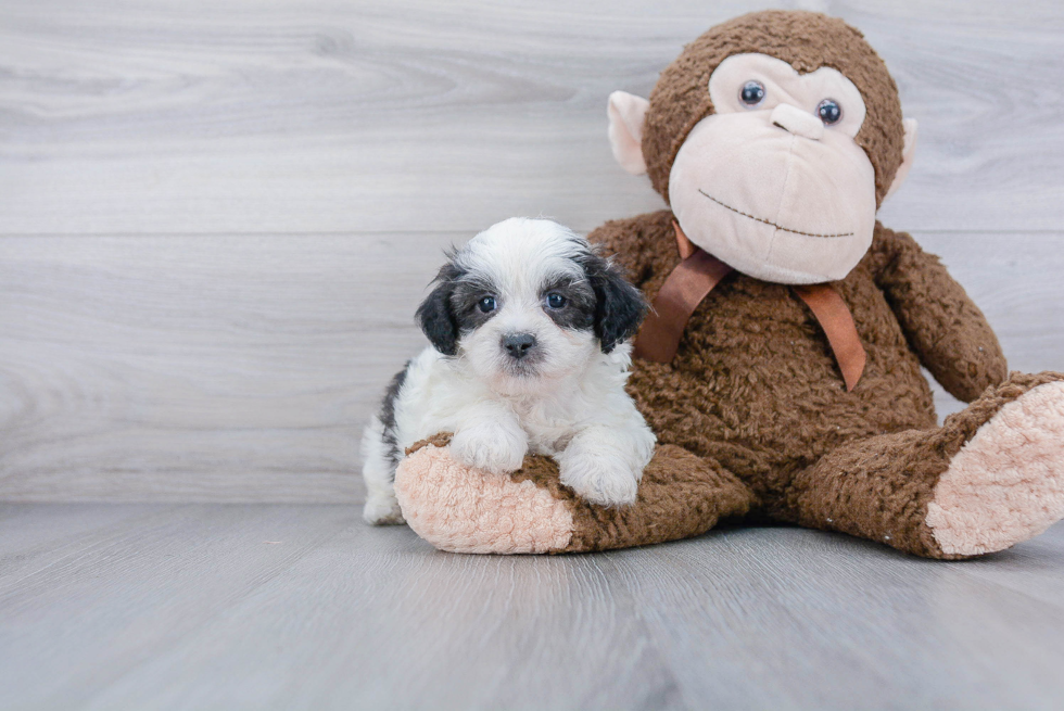 Shih Poo Pup Being Cute