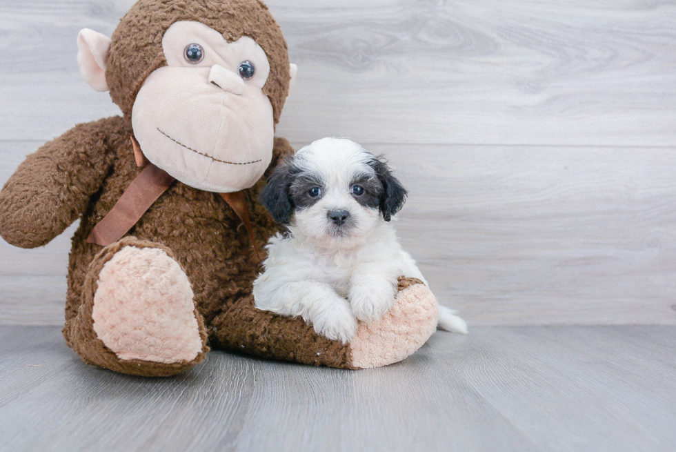 Small Shih Poo Baby