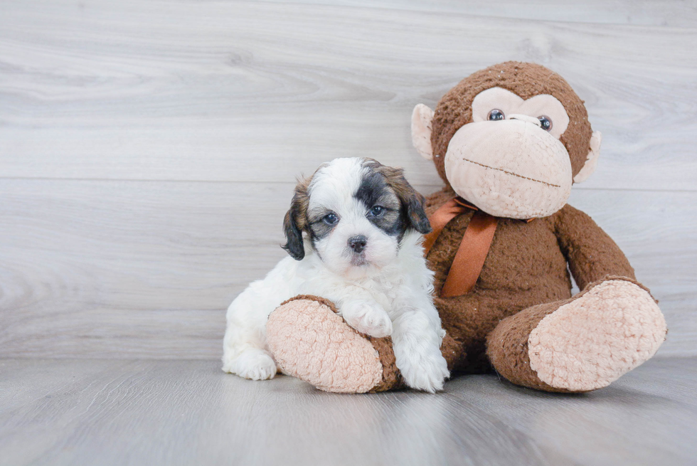 Petite Shih Poo Poodle Mix Pup