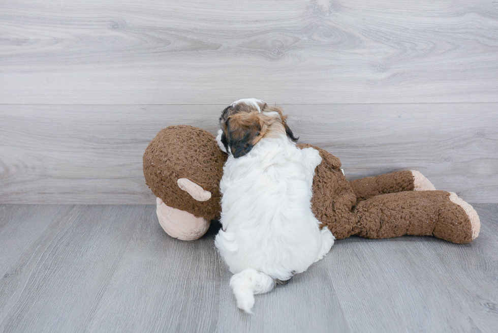 Smart Shih Poo Poodle Mix Pup