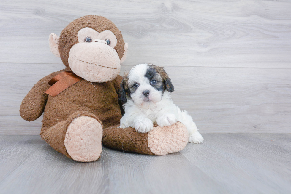 Best Shih Poo Baby