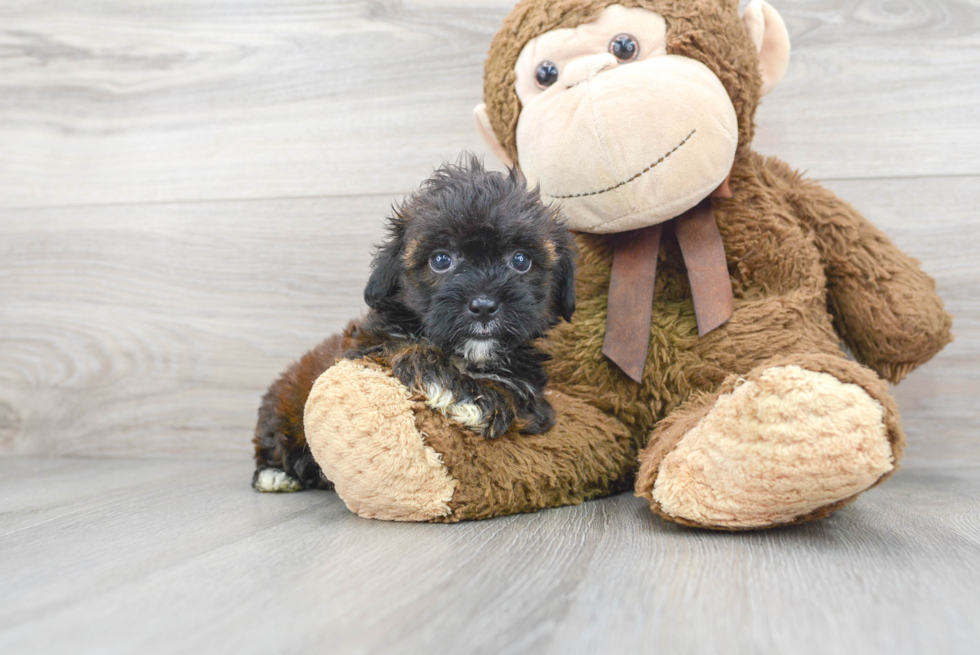 Hypoallergenic Shih Poo Poodle Mix Puppy