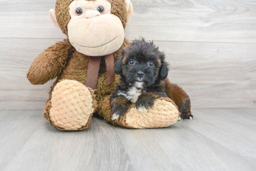 Petite Shih Poo Poodle Mix Pup