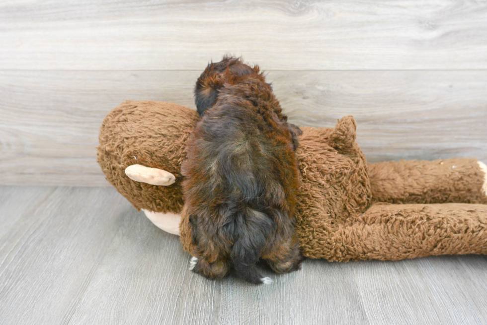 Shih Poo Pup Being Cute