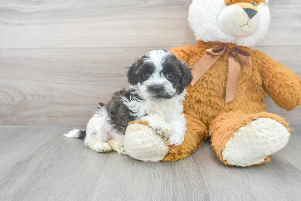 Adorable Shih Poo Poodle Mix Puppy